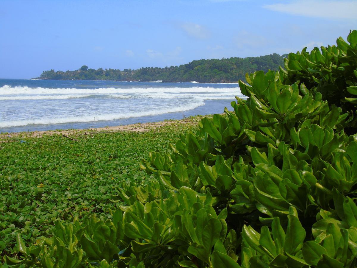 Talalla Coconut Hotel Esterno foto