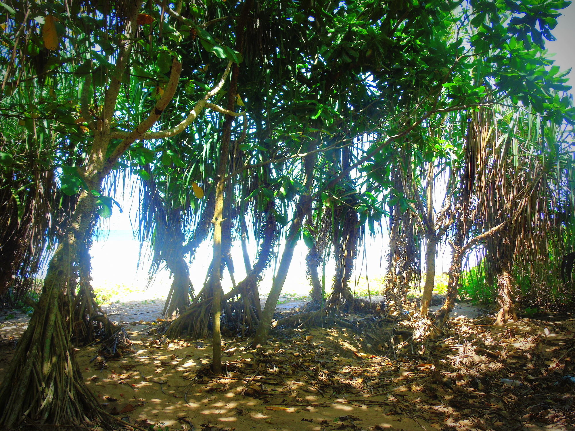 Talalla Coconut Hotel Esterno foto